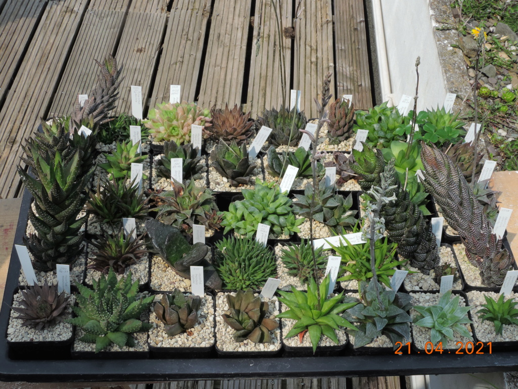 Cacti and Sukkulent in Köln, every day new flowers in the greenhouse Part 256 Bild7648