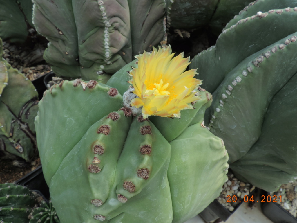 Cacti and Sukkulent in Köln, every day new flowers in the greenhouse Part 256 Bild7661