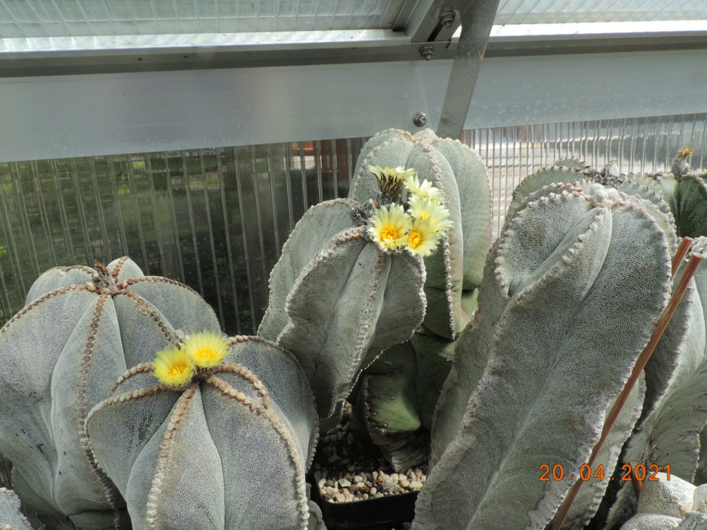 Cacti and Sukkulent in Köln, every day new flowers in the greenhouse Part 256 Bild7662