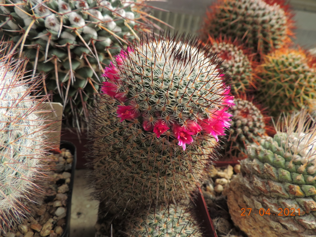 Cacti and Sukkulent in Köln, every day new flowers in the greenhouse Part 257 Bild7664