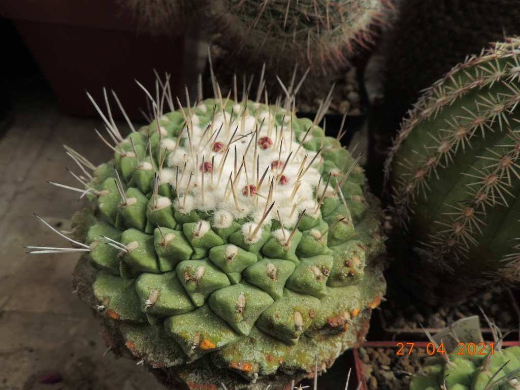 Cacti and Sukkulent in Köln, every day new flowers in the greenhouse Part 257 Bild7665