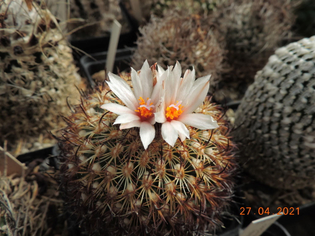 Cacti and Sukkulent in Köln, every day new flowers in the greenhouse Part 257 Bild7666