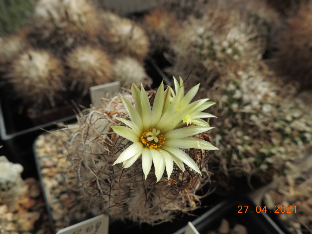 Cacti and Sukkulent in Köln, every day new flowers in the greenhouse Part 257 Bild7667