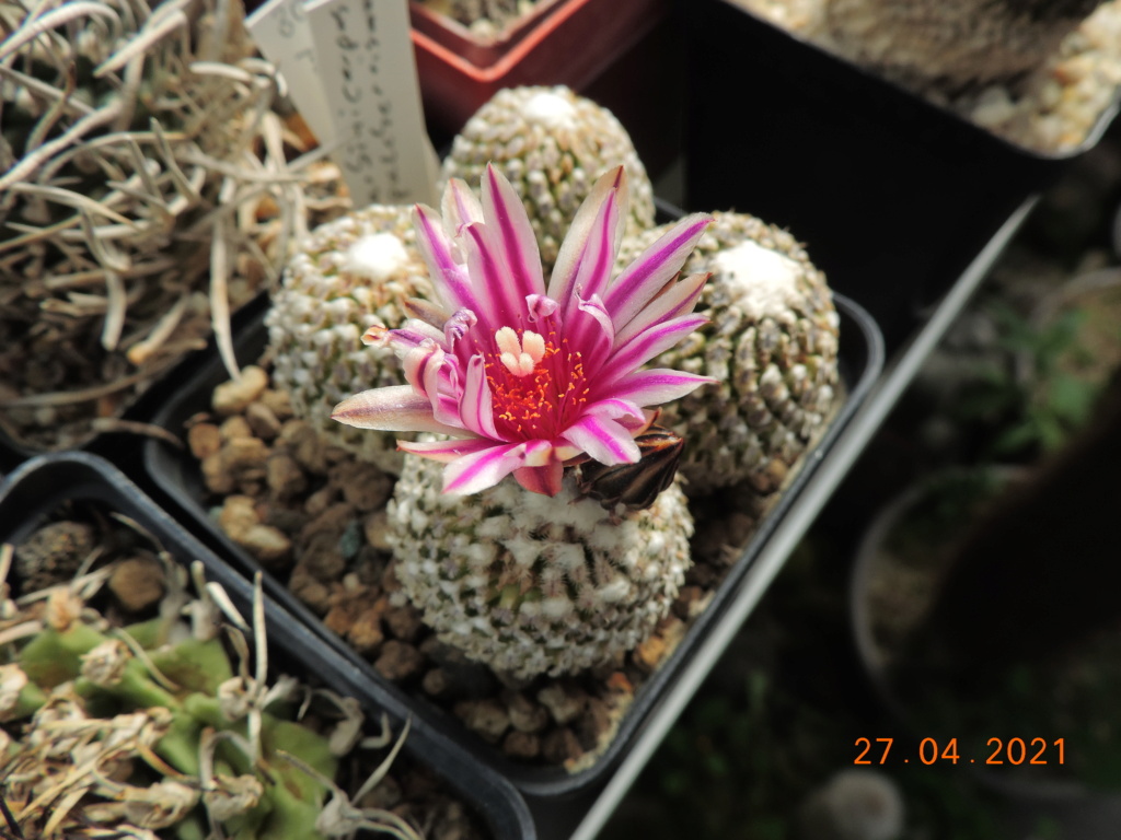 Cacti and Sukkulent in Köln, every day new flowers in the greenhouse Part 257 Bild7668
