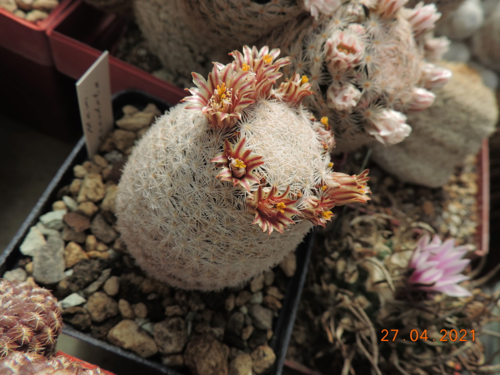 Cacti and Sukkulent in Köln, every day new flowers in the greenhouse Part 257 Bild7669