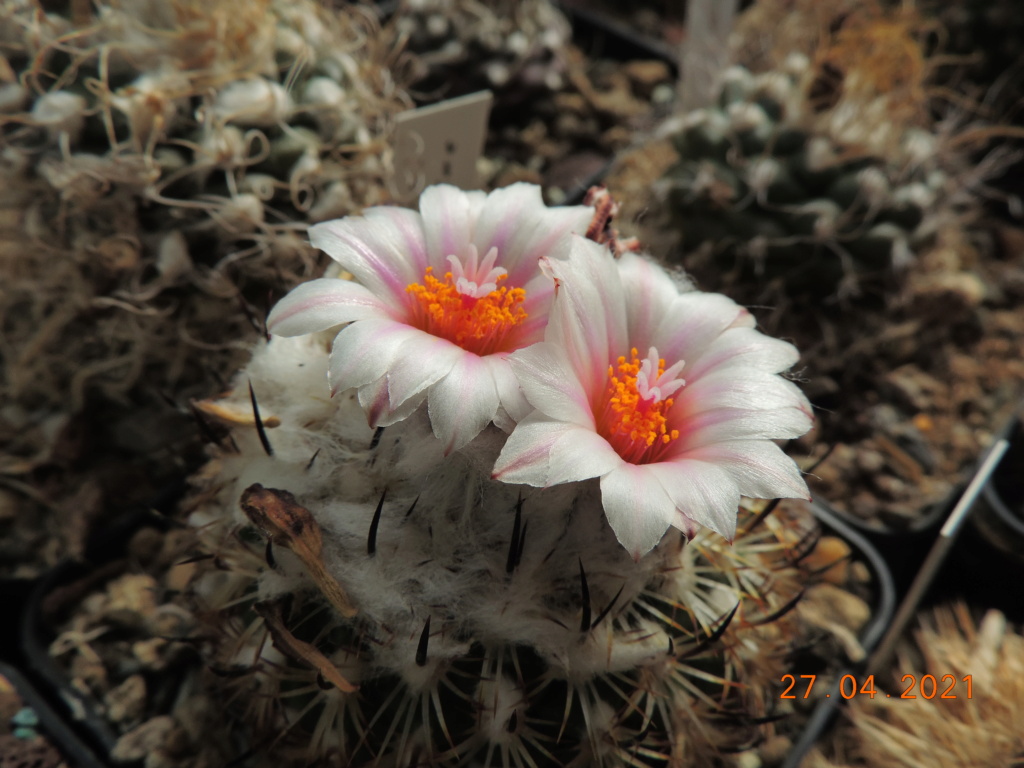 Cacti and Sukkulent in Köln, every day new flowers in the greenhouse Part 257 Bild7670