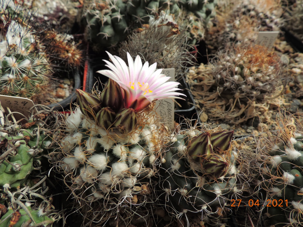 Cacti and Sukkulent in Köln, every day new flowers in the greenhouse Part 257 Bild7671