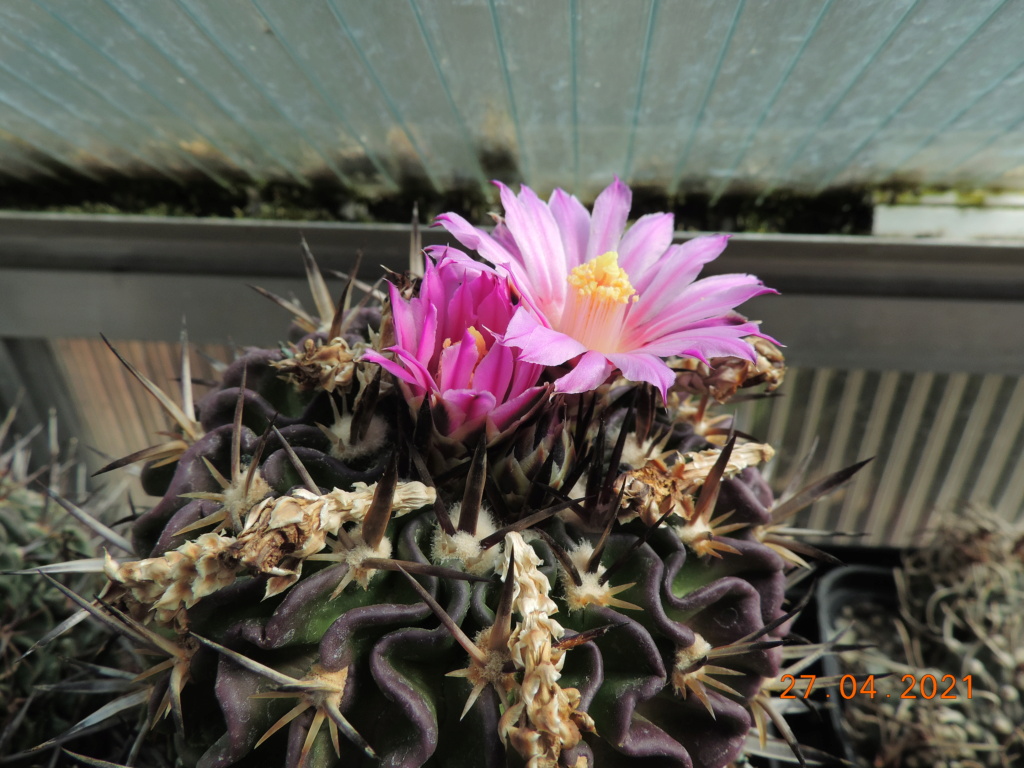 Cacti and Sukkulent in Köln, every day new flowers in the greenhouse Part 257 Bild7672