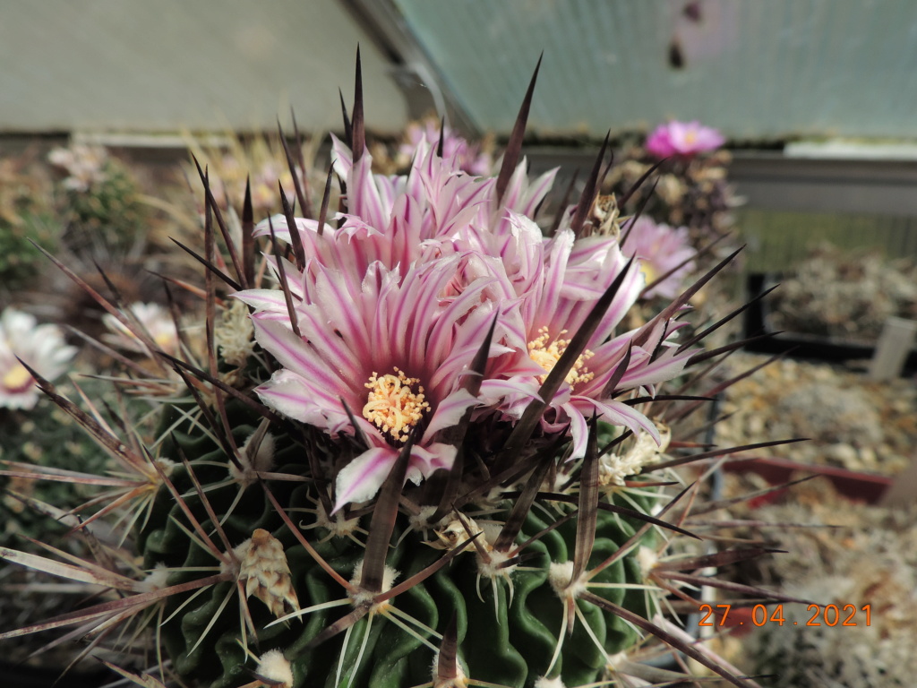Cacti and Sukkulent in Köln, every day new flowers in the greenhouse Part 257 Bild7674