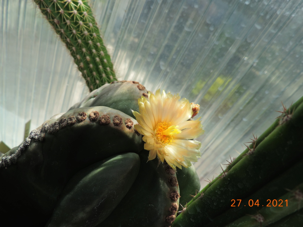 Cacti and Sukkulent in Köln, every day new flowers in the greenhouse Part 257 Bild7677