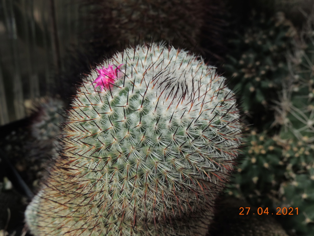 Cacti and Sukkulent in Köln, every day new flowers in the greenhouse Part 257 Bild7678