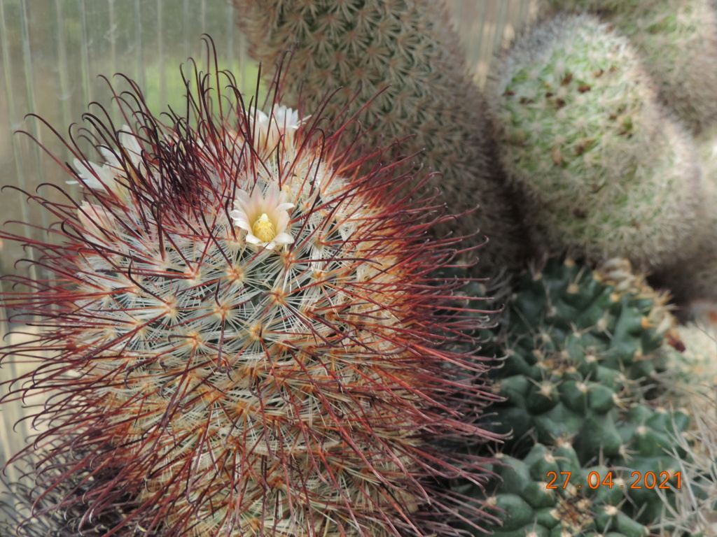 Cacti and Sukkulent in Köln, every day new flowers in the greenhouse Part 257 Bild7679