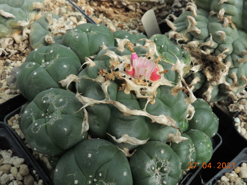 Cacti and Sukkulent in Köln, every day new flowers in the greenhouse Part 257 Bild7680