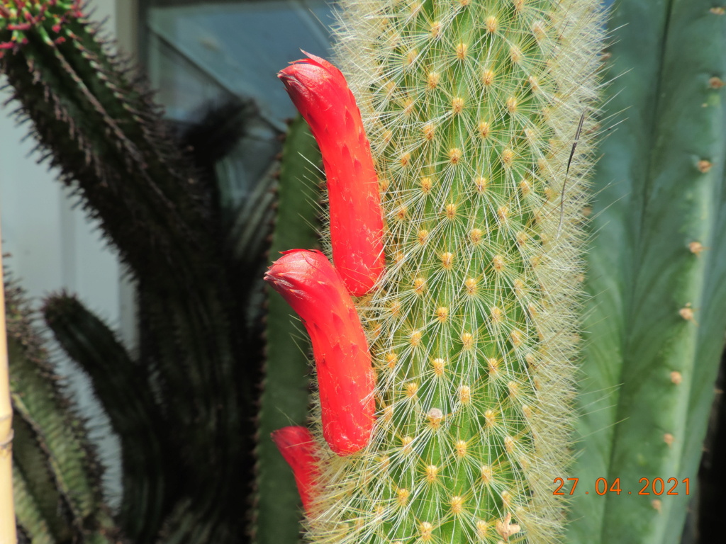 Cacti and Sukkulent in Köln, every day new flowers in the greenhouse Part 257 Bild7681