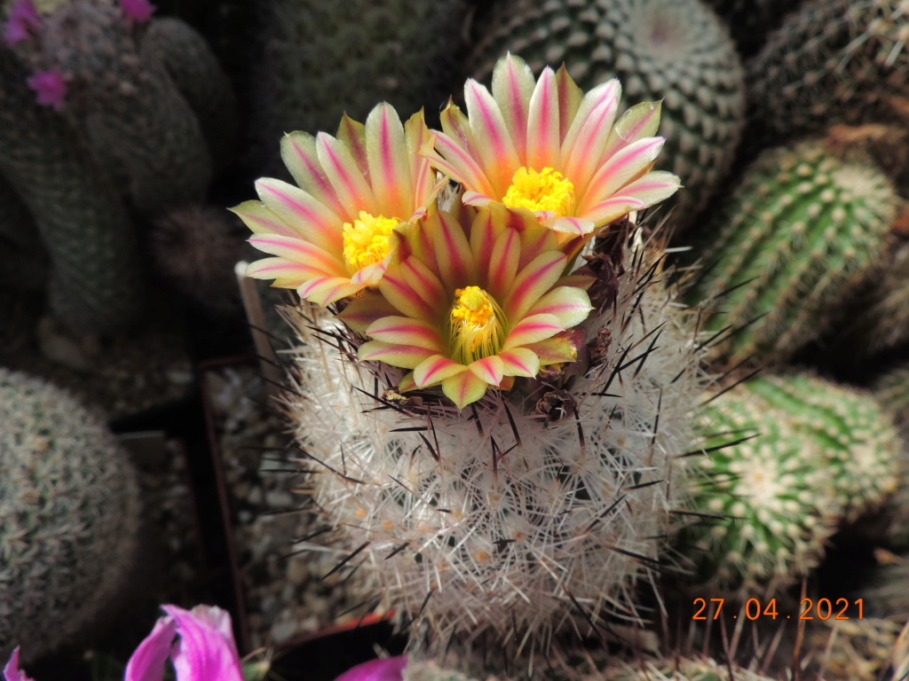 Cacti and Sukkulent in Köln, every day new flowers in the greenhouse Part 257 Bild7683