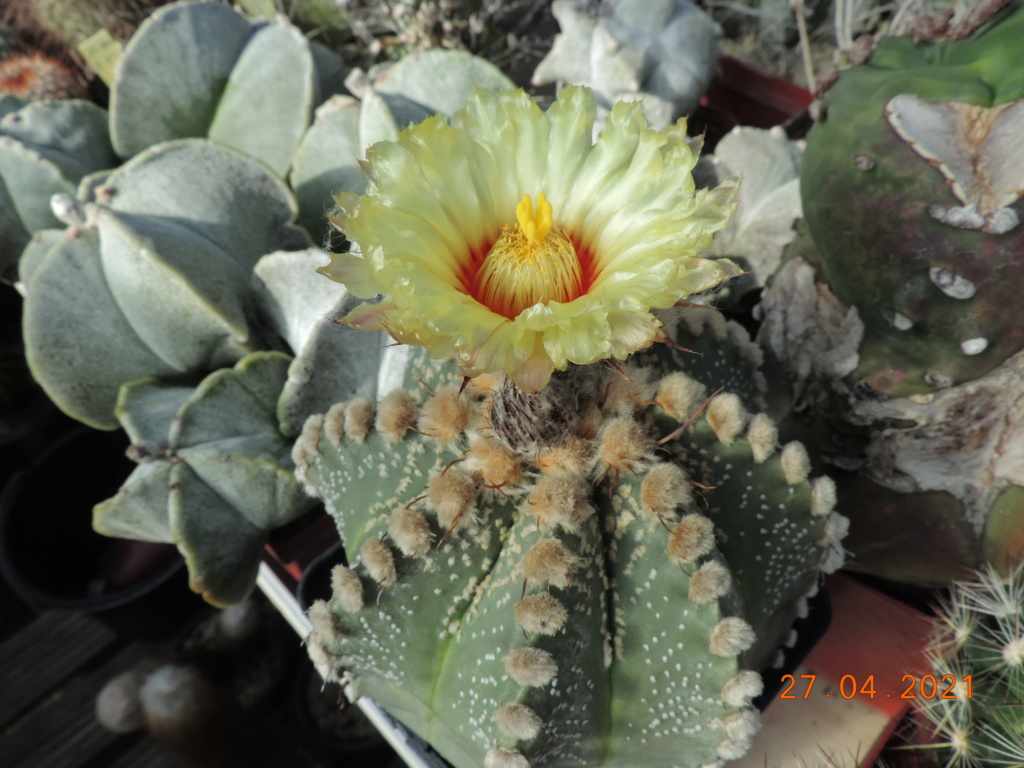 Cacti and Sukkulent in Köln, every day new flowers in the greenhouse Part 257 Bild7685