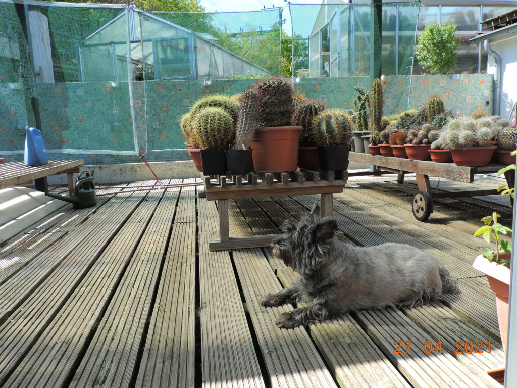 Cacti and Sukkulent in Köln, every day new flowers in the greenhouse Part 257 Bild7686