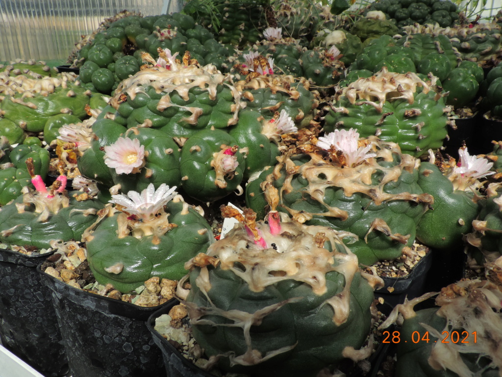 Cacti and Sukkulent in Köln, every day new flowers in the greenhouse Part 257 Bild7687