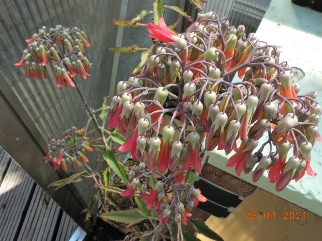 Cacti and Sukkulent in Köln, every day new flowers in the greenhouse Part 257 Bild7695
