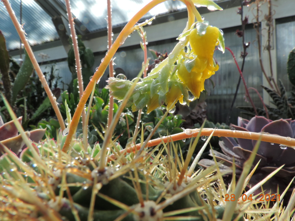 Cacti and Sukkulent in Köln, every day new flowers in the greenhouse Part 257 Bild7697