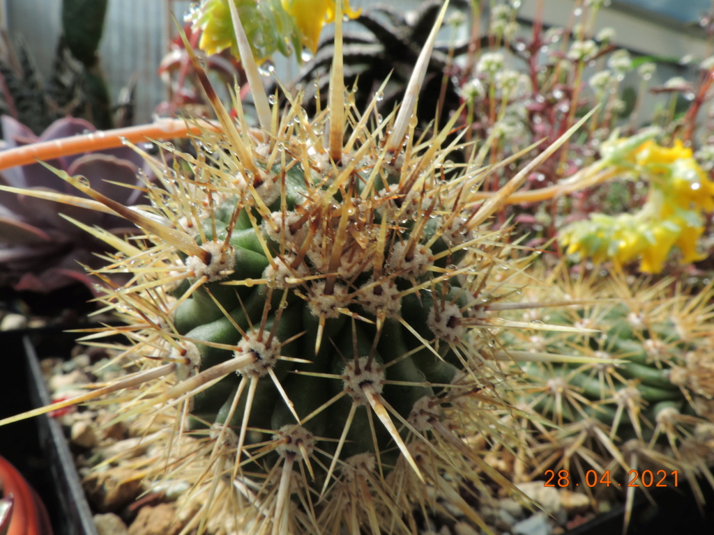 Cacti and Sukkulent in Köln, every day new flowers in the greenhouse Part 257 Bild7698
