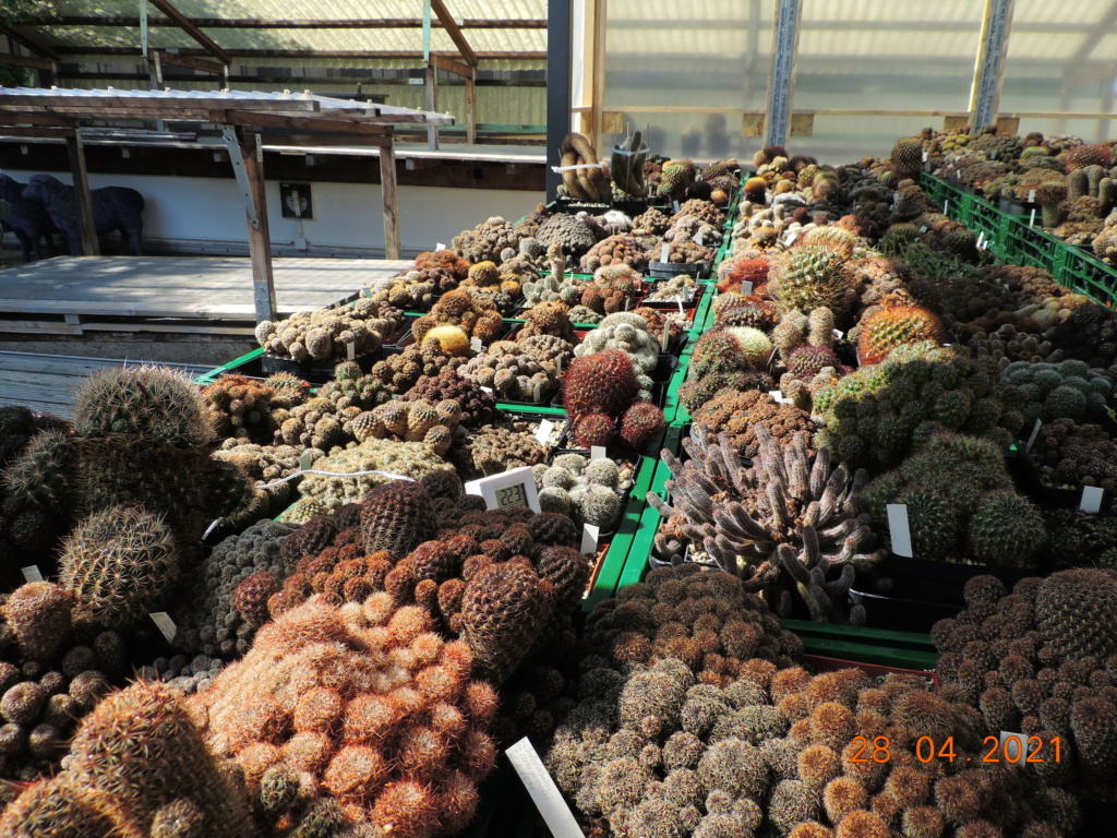 Cacti and Sukkulent in Köln, every day new flowers in the greenhouse Part 257 Bild7699
