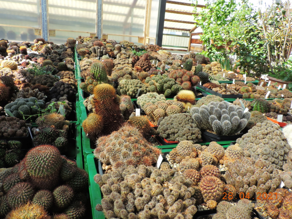 Cacti and Sukkulent in Köln, every day new flowers in the greenhouse Part 257 Bild7700