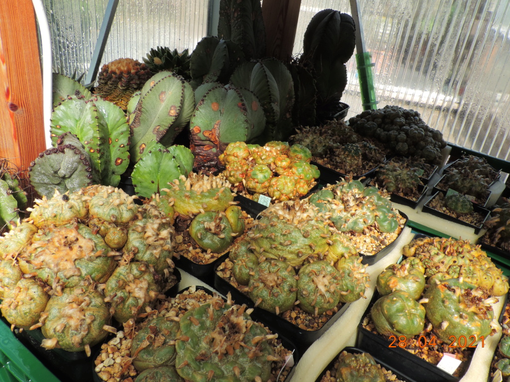 Cacti and Sukkulent in Köln, every day new flowers in the greenhouse Part 257 Bild7705