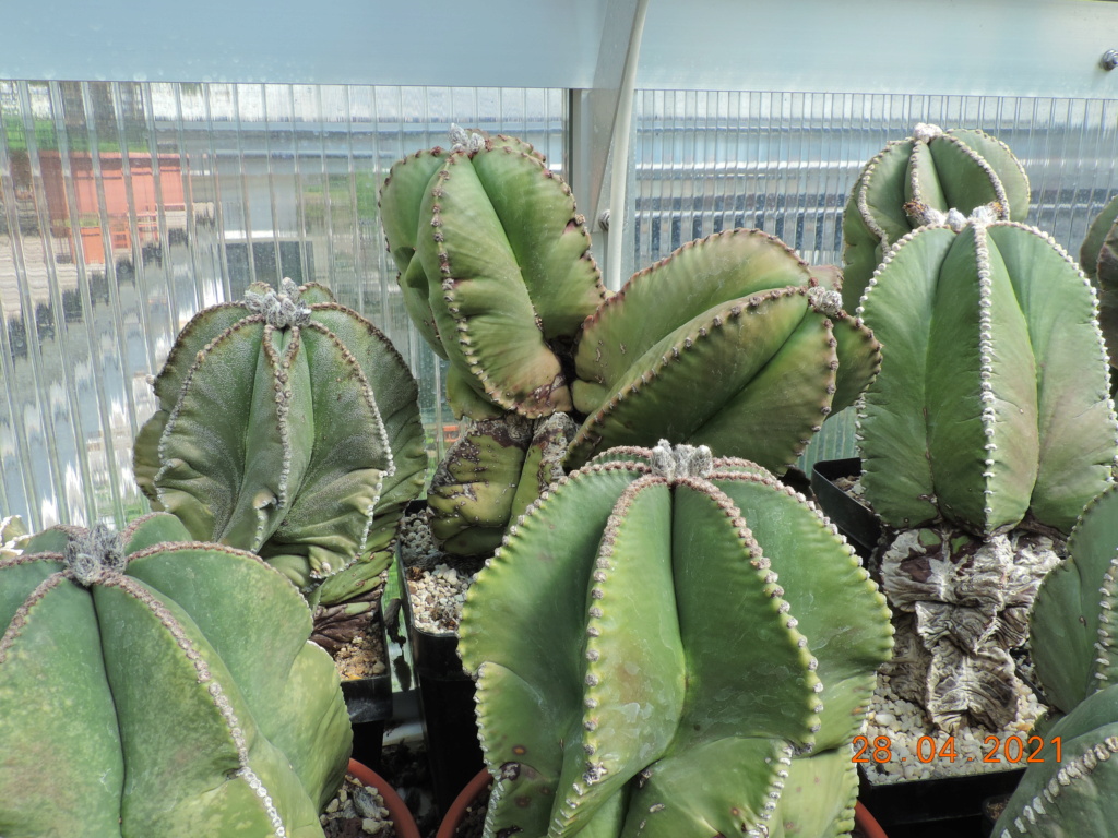 Cacti and Sukkulent in Köln, every day new flowers in the greenhouse Part 257 Bild7706
