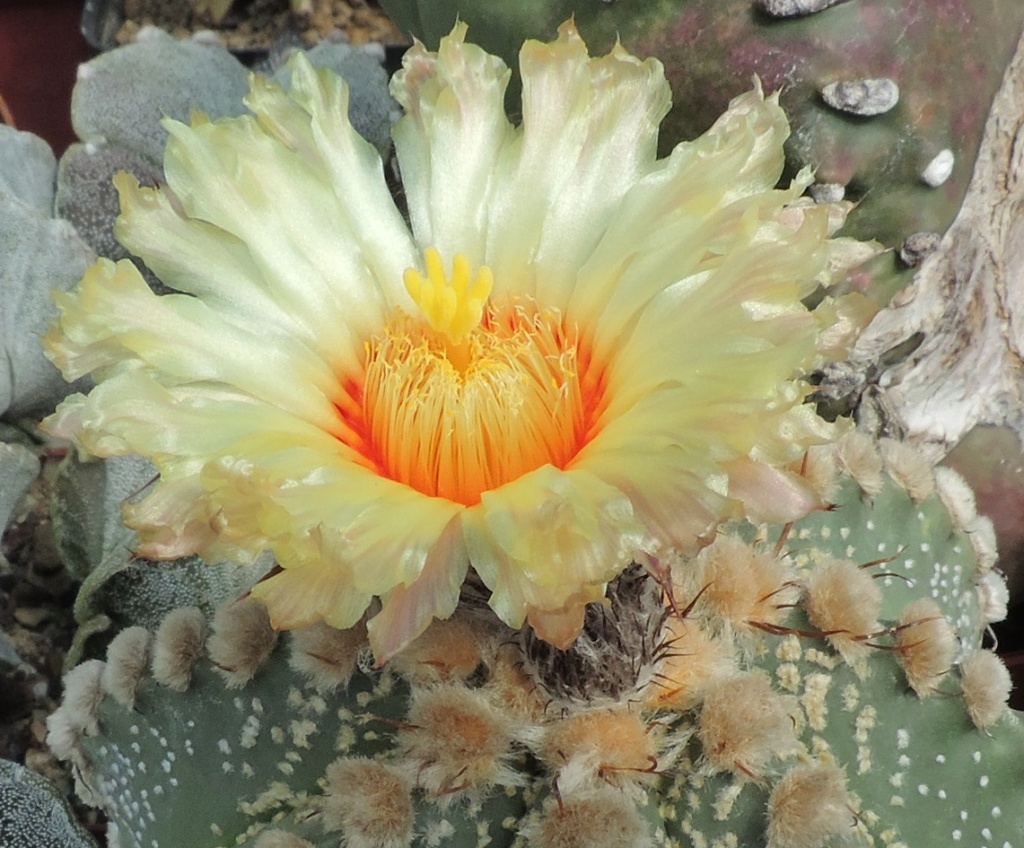 Cacti and Sukkulent in Köln, every day new flowers in the greenhouse Part 257 Bild7707