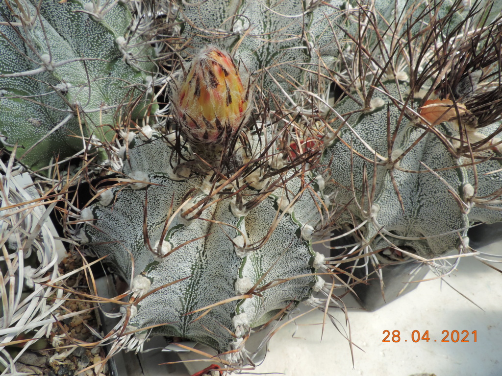 Cacti and Sukkulent in Köln, every day new flowers in the greenhouse Part 257 Bild7708