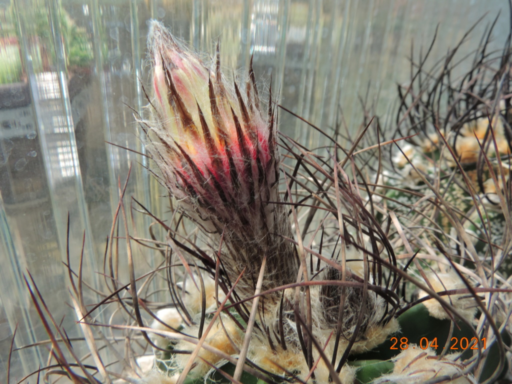 Cacti and Sukkulent in Köln, every day new flowers in the greenhouse Part 257 Bild7713