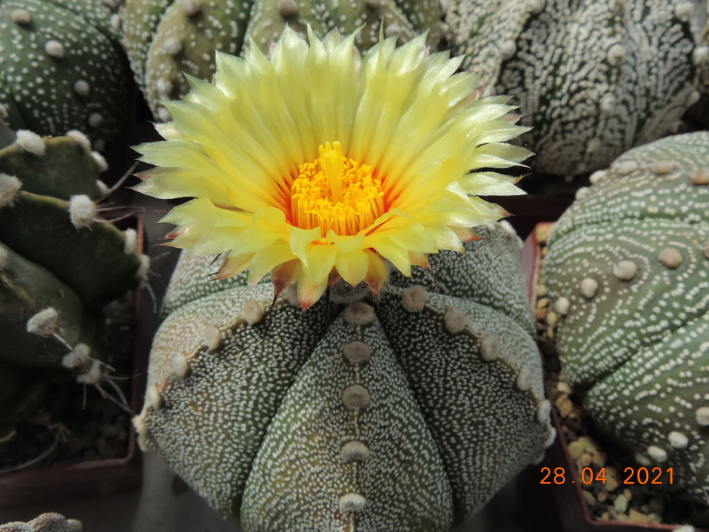 Cacti and Sukkulent in Köln, every day new flowers in the greenhouse Part 257 Bild7714