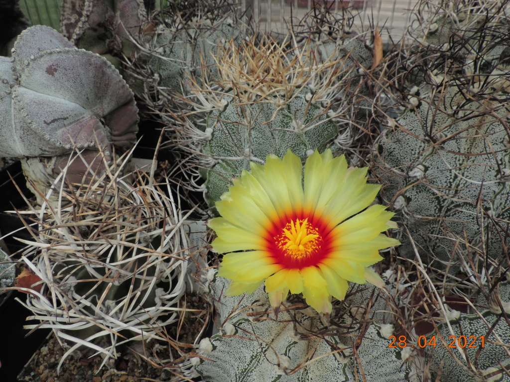Cacti and Sukkulent in Köln, every day new flowers in the greenhouse Part 257 Bild7715