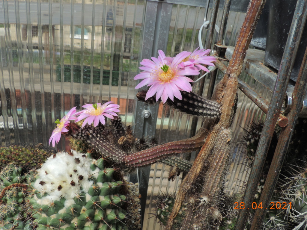 Cacti and Sukkulent in Köln, every day new flowers in the greenhouse Part 257 Bild7718