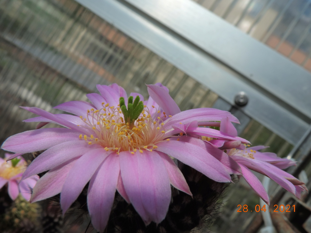Cacti and Sukkulent in Köln, every day new flowers in the greenhouse Part 257 Bild7719