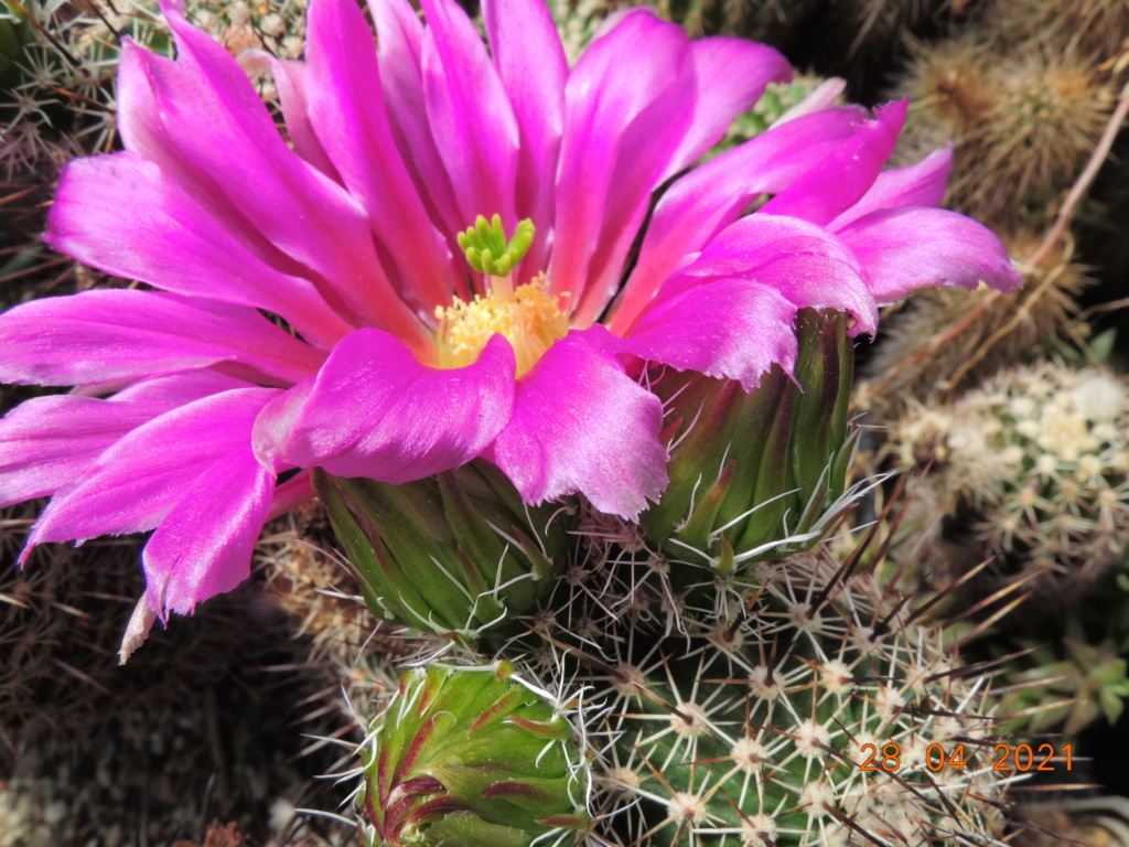 Cacti and Sukkulent in Köln, every day new flowers in the greenhouse Part 257 Bild7720