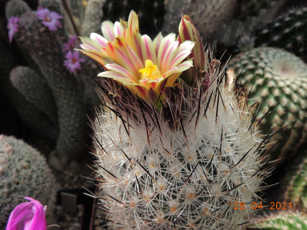 Cacti and Sukkulent in Köln, every day new flowers in the greenhouse Part 257 Bild7721