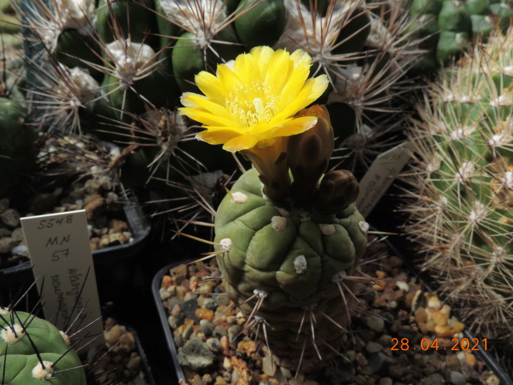 Cacti and Sukkulent in Köln, every day new flowers in the greenhouse Part 257 Bild7722