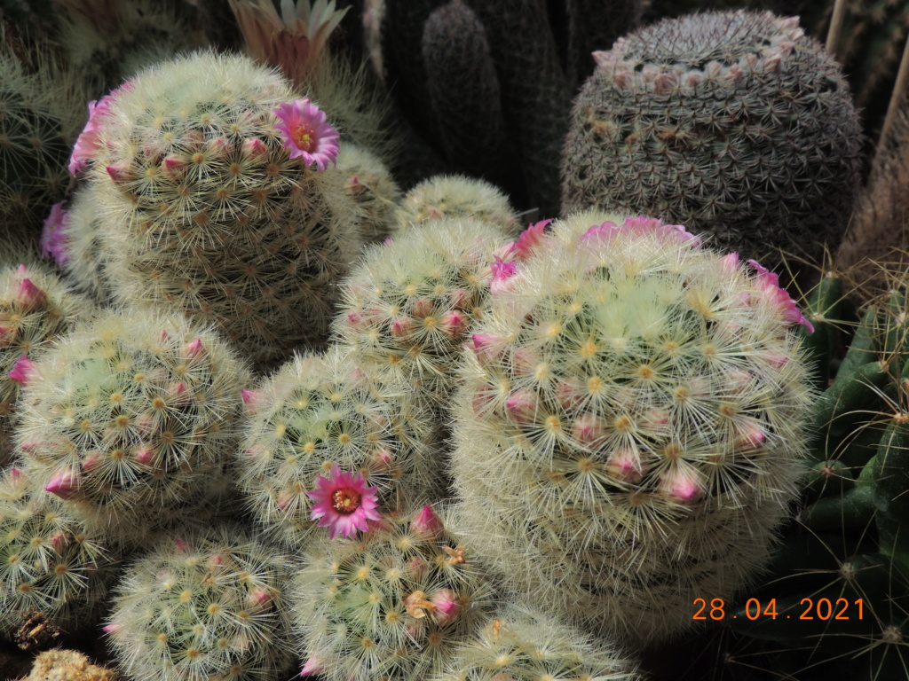 Cacti and Sukkulent in Köln, every day new flowers in the greenhouse Part 257 Bild7723