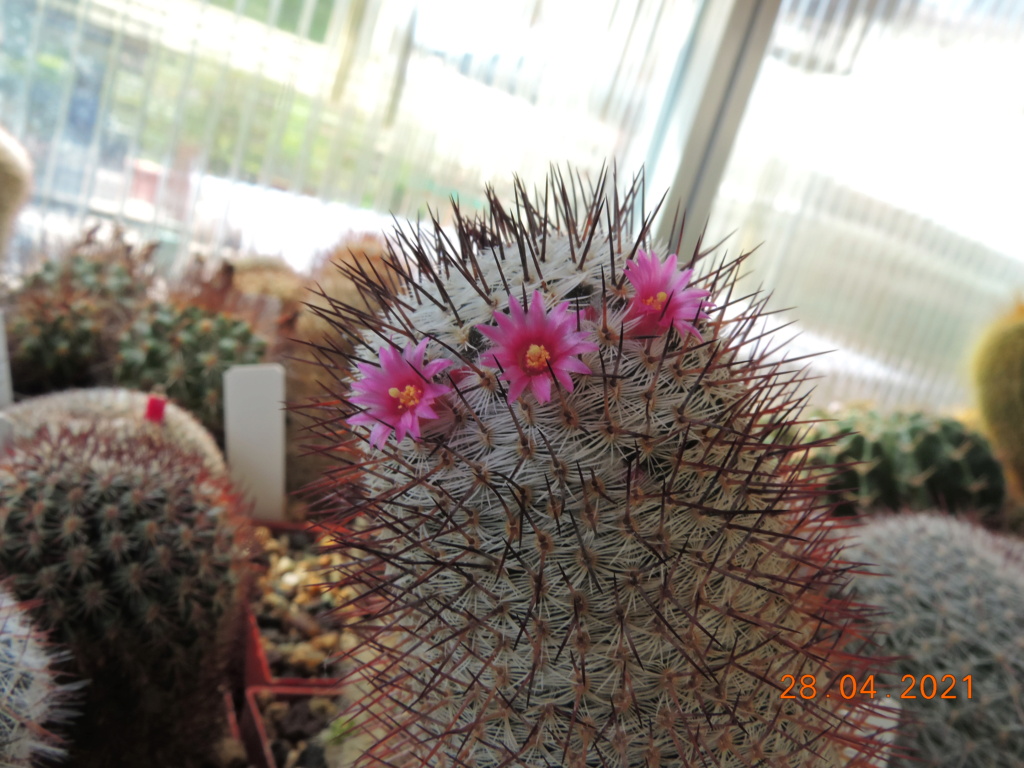 Cacti and Sukkulent in Köln, every day new flowers in the greenhouse Part 257 Bild7724