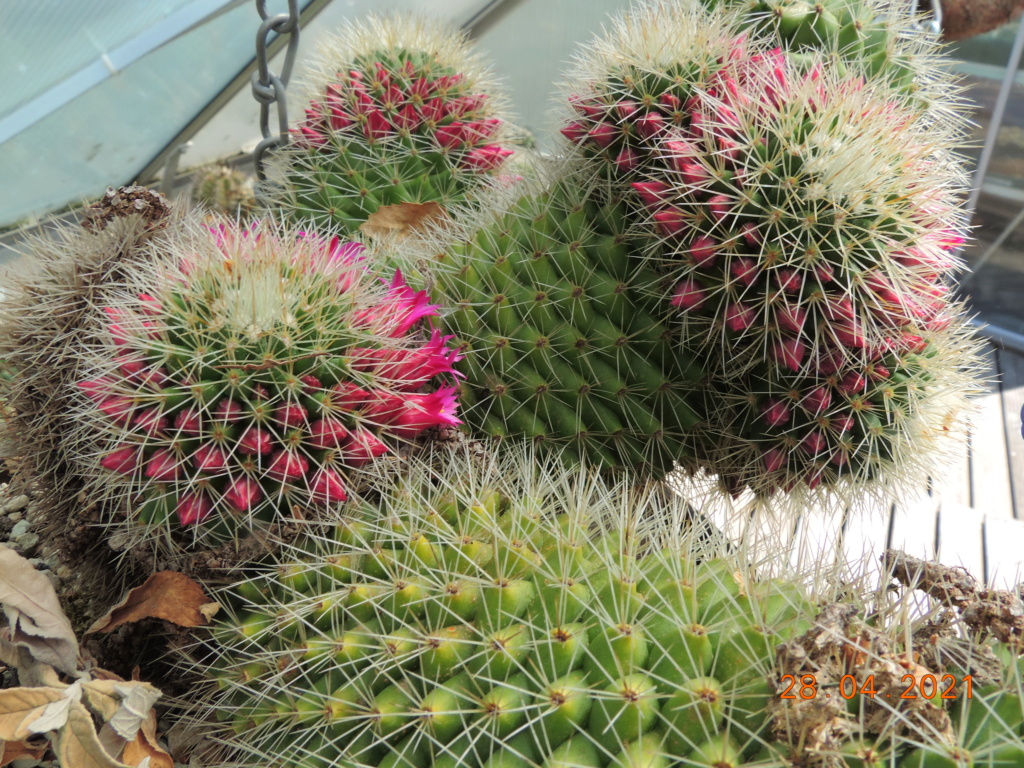 Cacti and Sukkulent in Köln, every day new flowers in the greenhouse Part 257 Bild7725