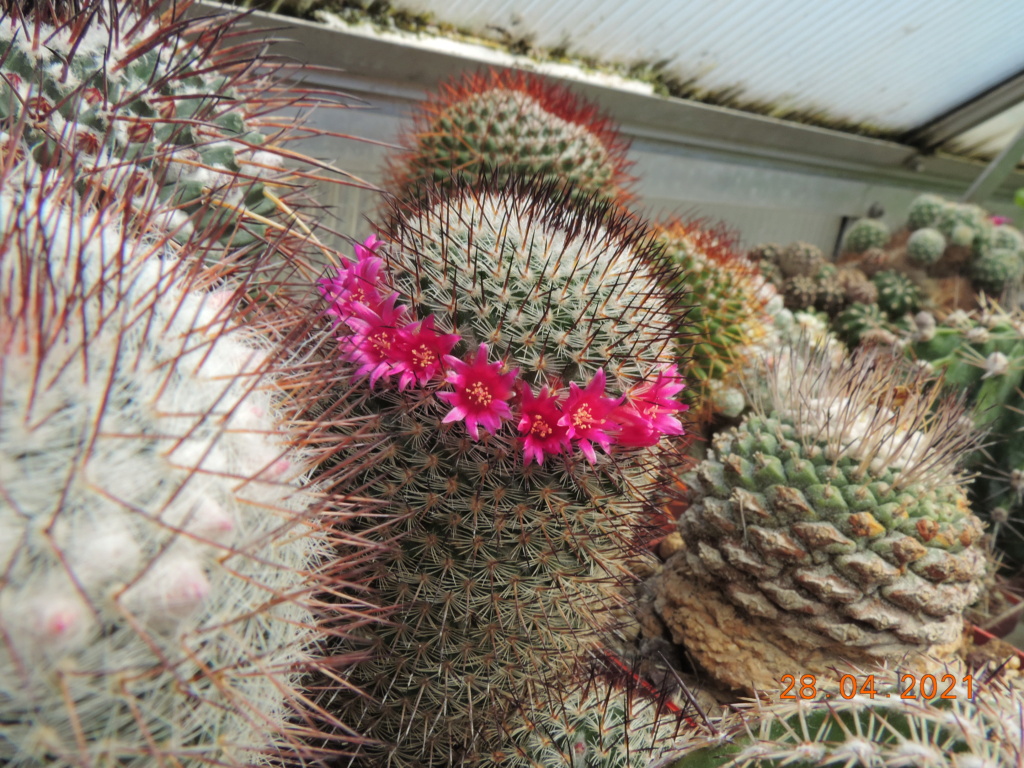 Cacti and Sukkulent in Köln, every day new flowers in the greenhouse Part 257 Bild7726