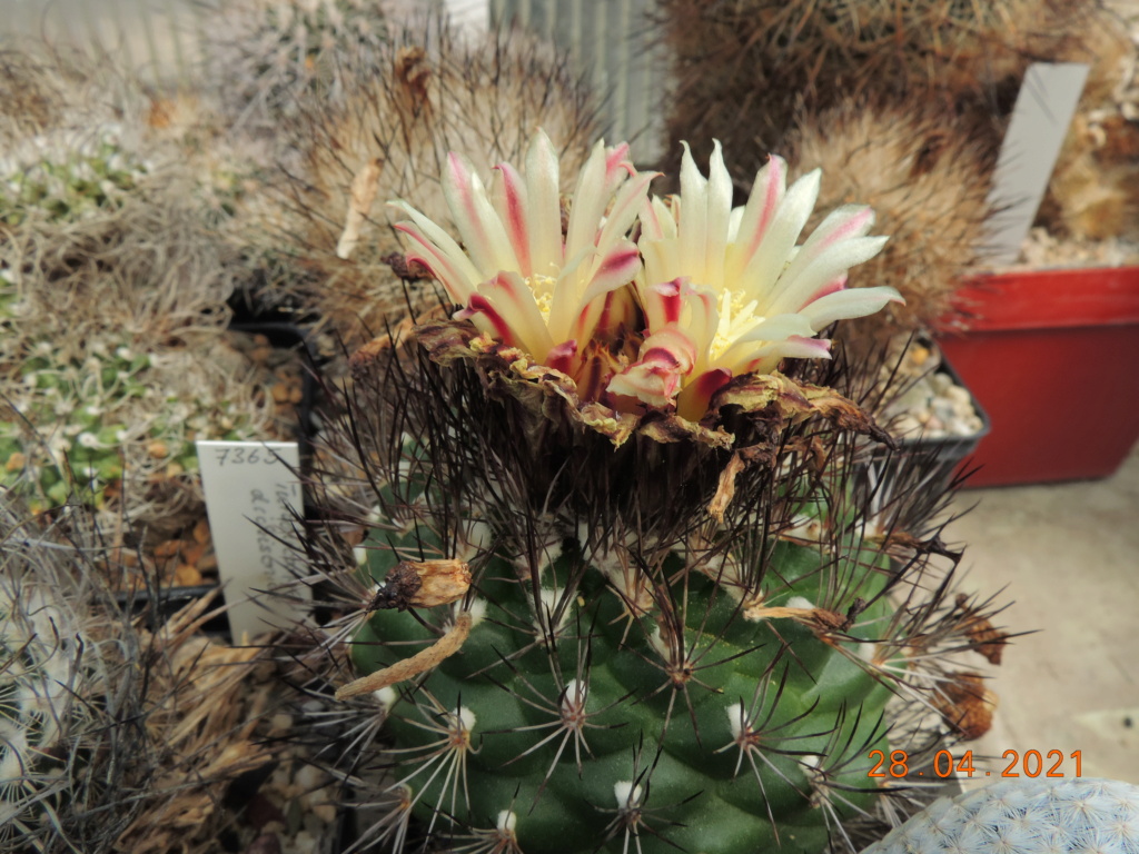 Cacti and Sukkulent in Köln, every day new flowers in the greenhouse Part 257 Bild7727
