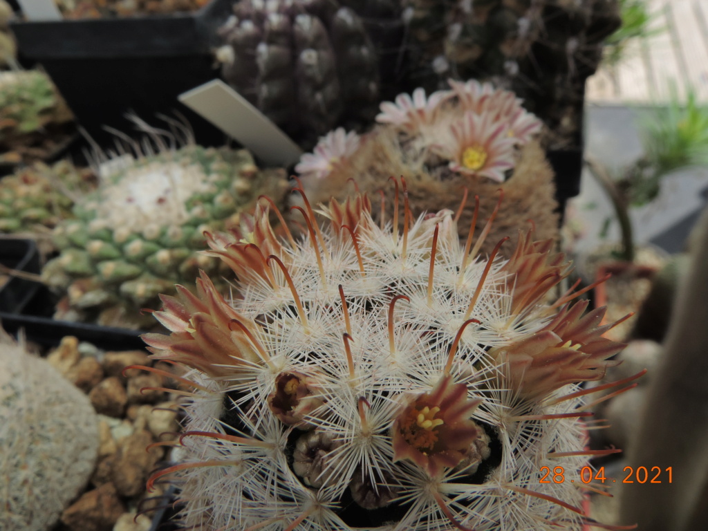 Cacti and Sukkulent in Köln, every day new flowers in the greenhouse Part 257 Bild7728