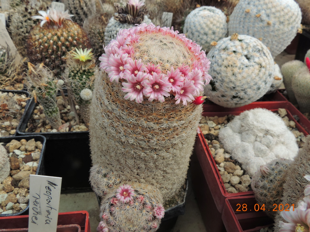 Cacti and Sukkulent in Köln, every day new flowers in the greenhouse Part 257 Bild7730