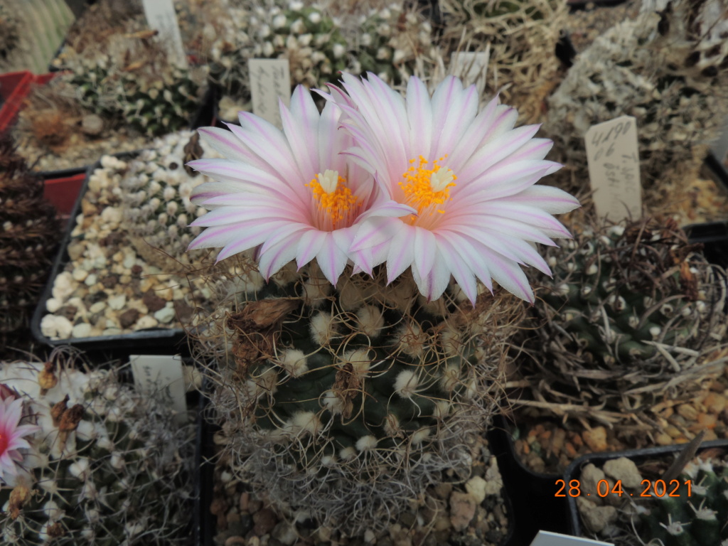 Cacti and Sukkulent in Köln, every day new flowers in the greenhouse Part 257 Bild7731