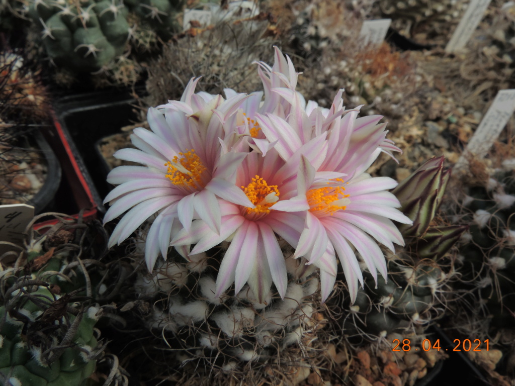 Cacti and Sukkulent in Köln, every day new flowers in the greenhouse Part 257 Bild7732