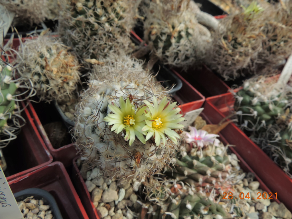 Cacti and Sukkulent in Köln, every day new flowers in the greenhouse Part 257 Bild7733
