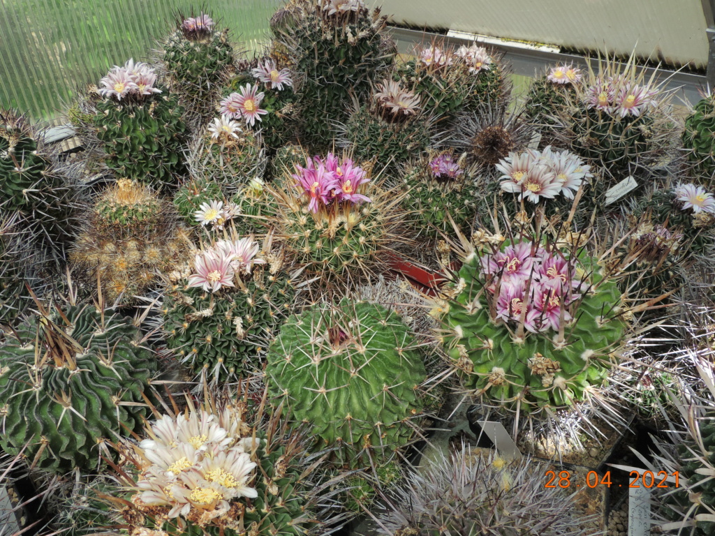 Cacti and Sukkulent in Köln, every day new flowers in the greenhouse Part 257 Bild7734